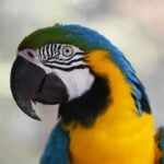 National Pet Bird Day