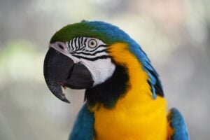 National Pet Bird Day