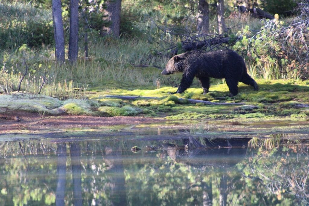 National Black Bear Day