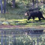 National Black Bear Day