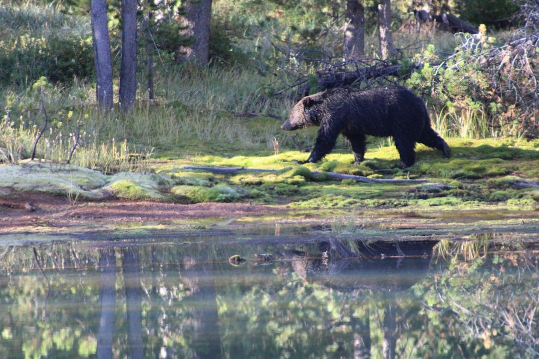 An American black bear in a forest, celebrated on National Black Bear Day