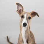 National Greyhound Day