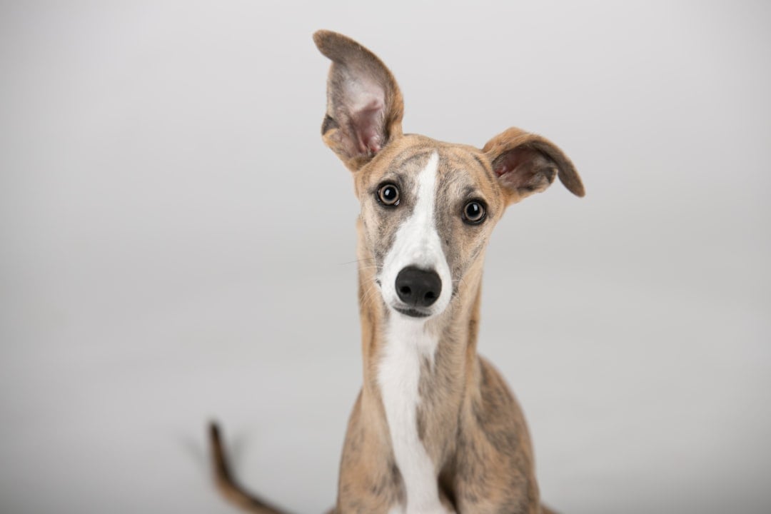 A greyhound dog on National Greyhound Day