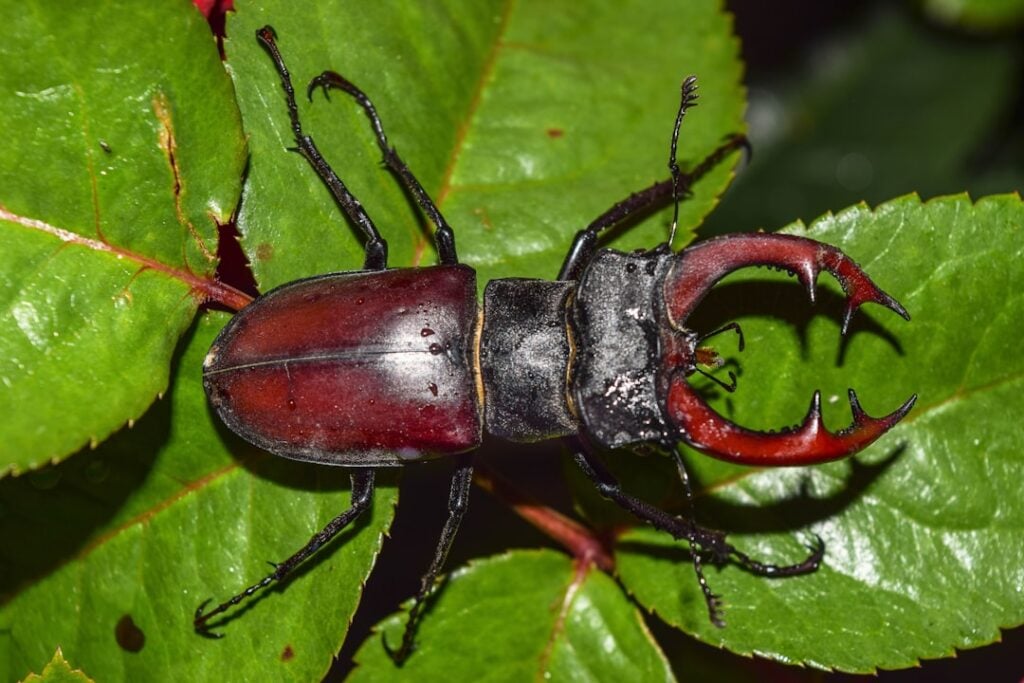 June Bug Day