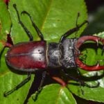June Bug Day