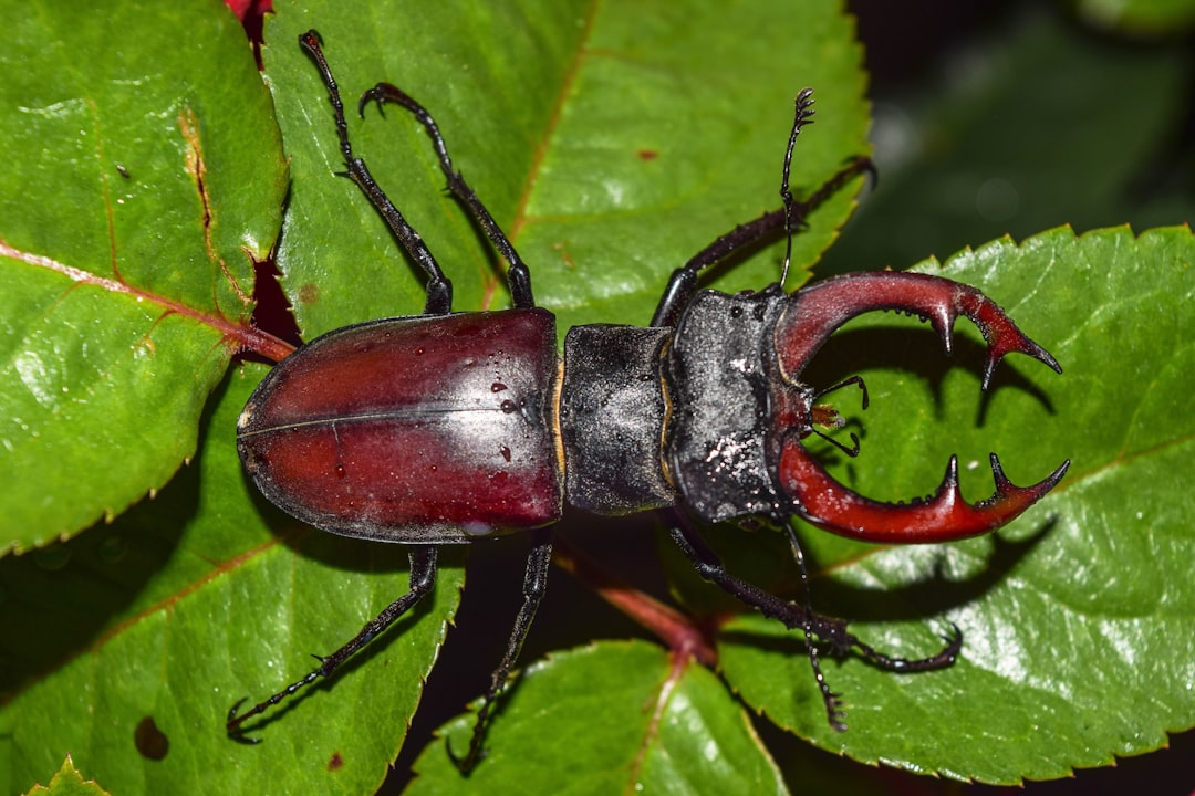 A June bug beetle on a green leaf