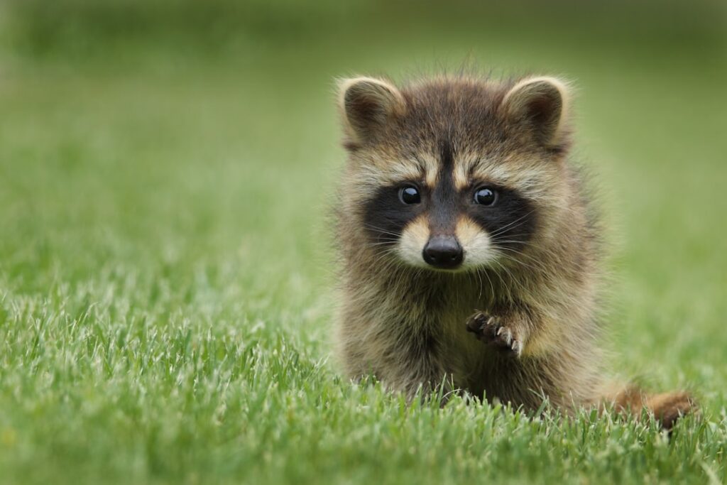 International Raccoon Appreciation Day