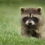 International Raccoon Appreciation Day