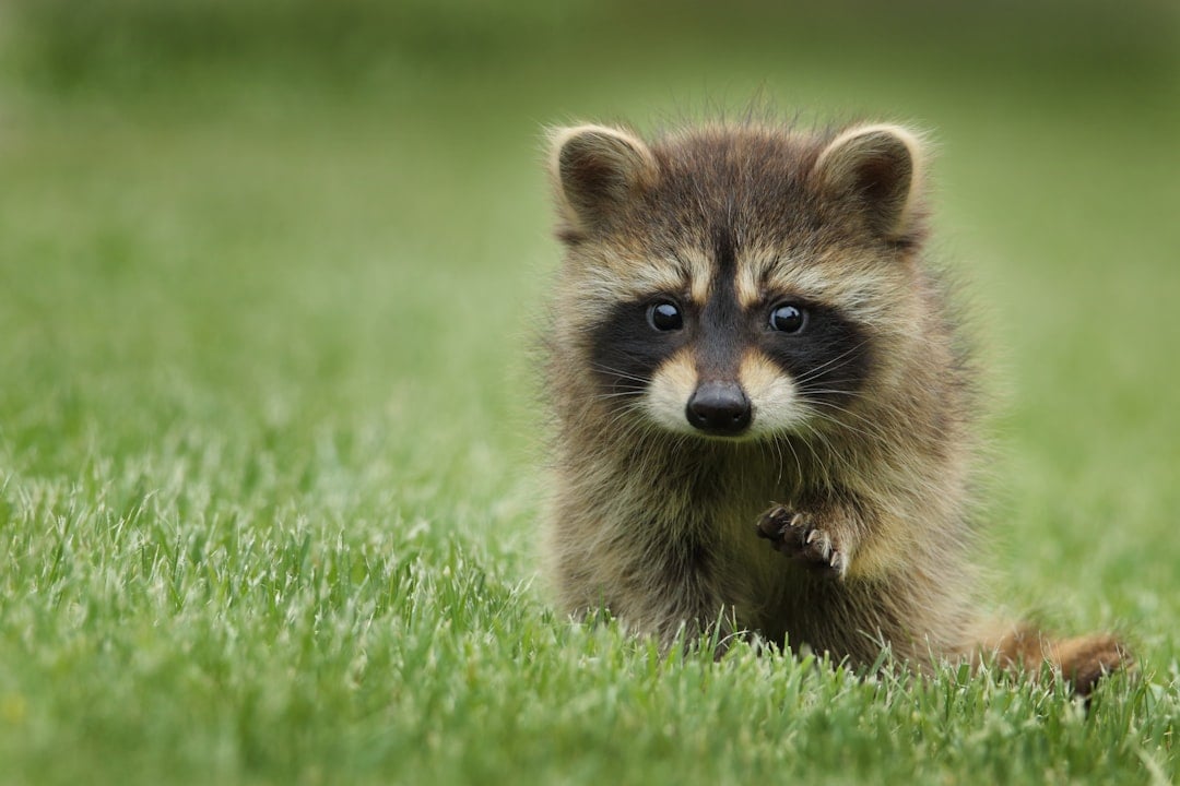 A curious raccoon for International Raccoon Appreciation Day