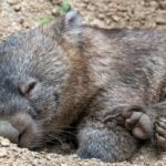 International Wombat Day