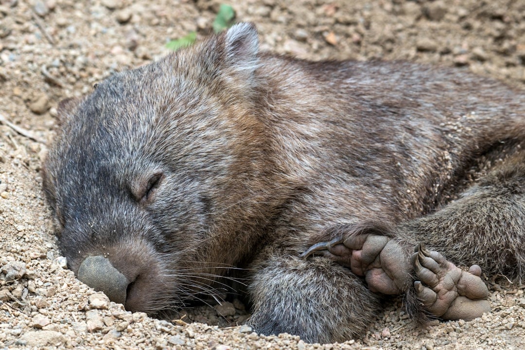 A wombat in the Australian bush on International Wombat Day