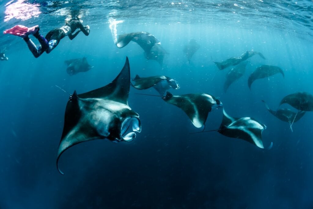World Manta Day