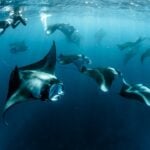 World Manta Day