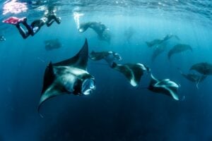 World Manta Day