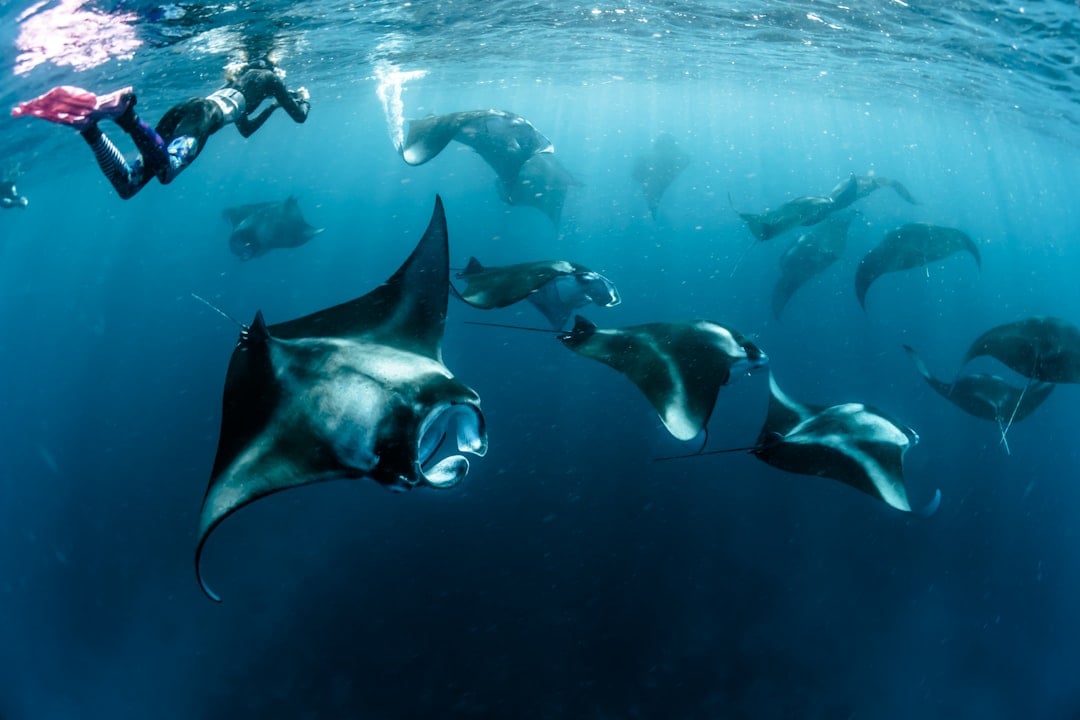 A manta ray gliding through clear blue ocean water