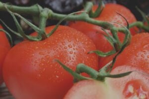 National Produce Misting Day