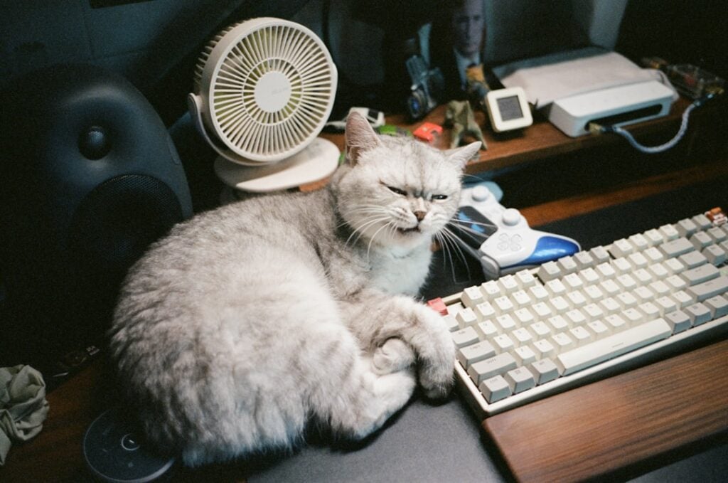 National Take Your Cat to Work Day