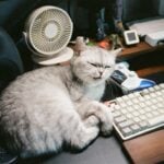 National Take Your Cat to Work Day