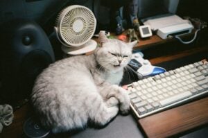 National Take Your Cat to Work Day