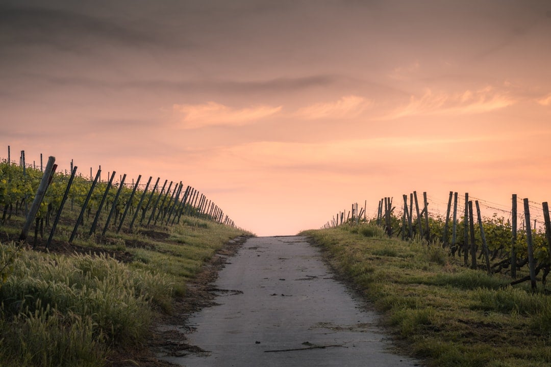 A path leading toward a sunrise symbolising fresh starts on National Start Over Day