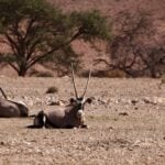 Scimitar-Horned Oryx Day