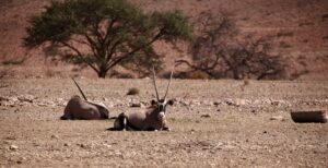 Scimitar-Horned Oryx Day