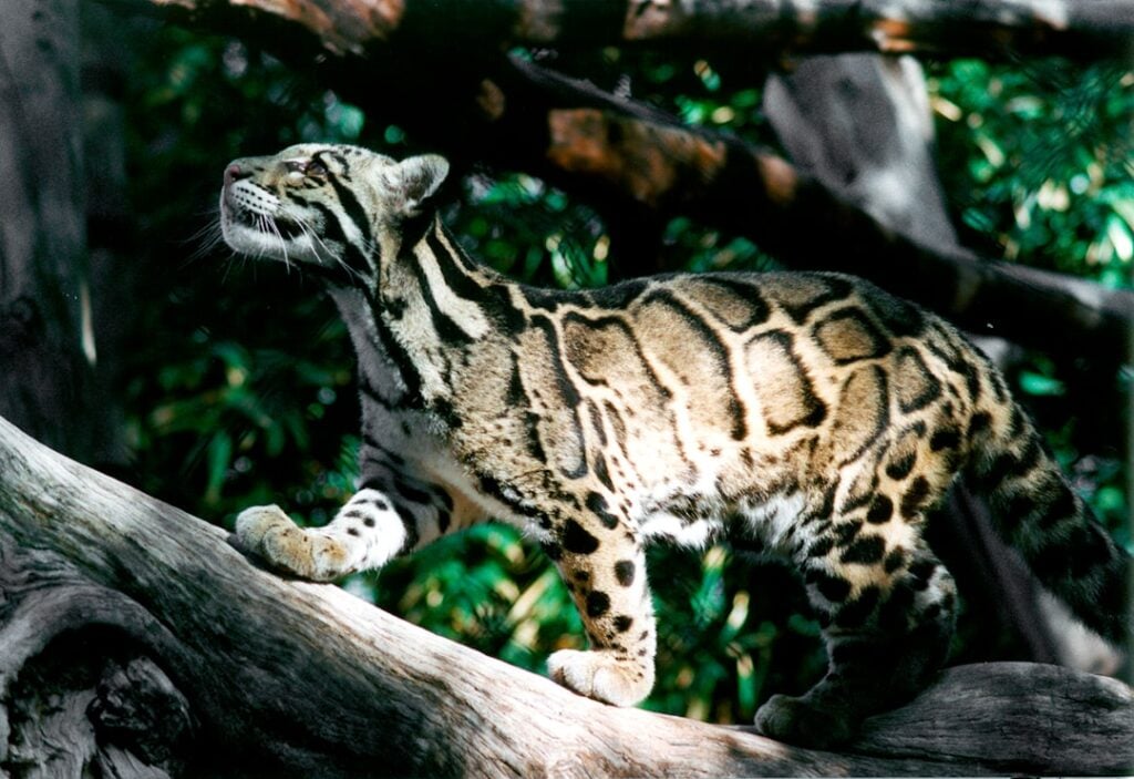 International Clouded Leopard Day