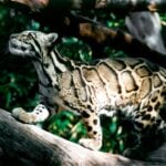 International Clouded Leopard Day