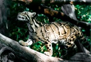 International Clouded Leopard Day
