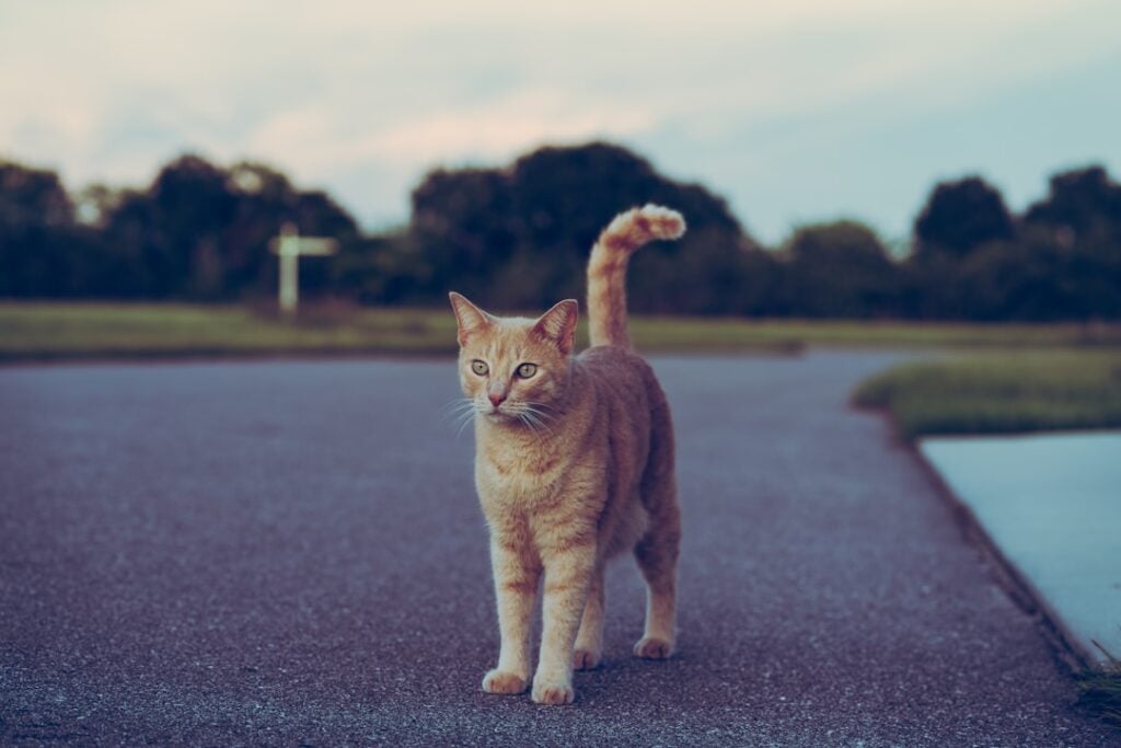National Feral Cat Day