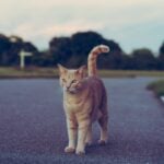 National Feral Cat Day