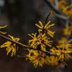 National Witch Hazel Day