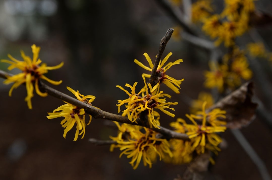 Yellow witch hazel flowers blooming on a branch