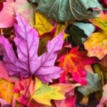 Fall Equinox