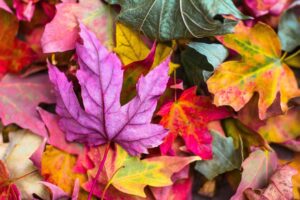 Fall Equinox