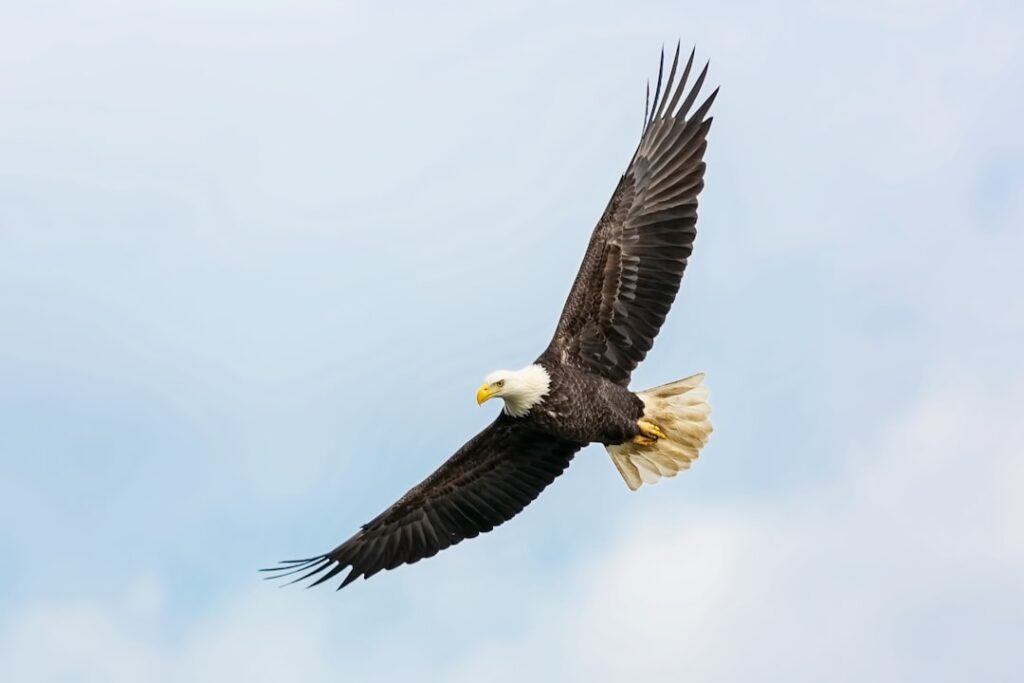 American Eagle Day