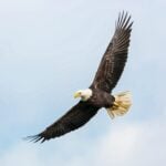 American Eagle Day