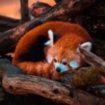 International Red Panda Day