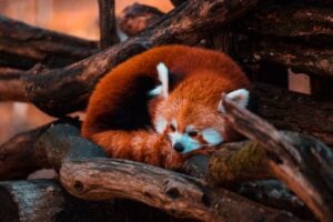 International Red Panda Day