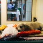 Animal Action Day