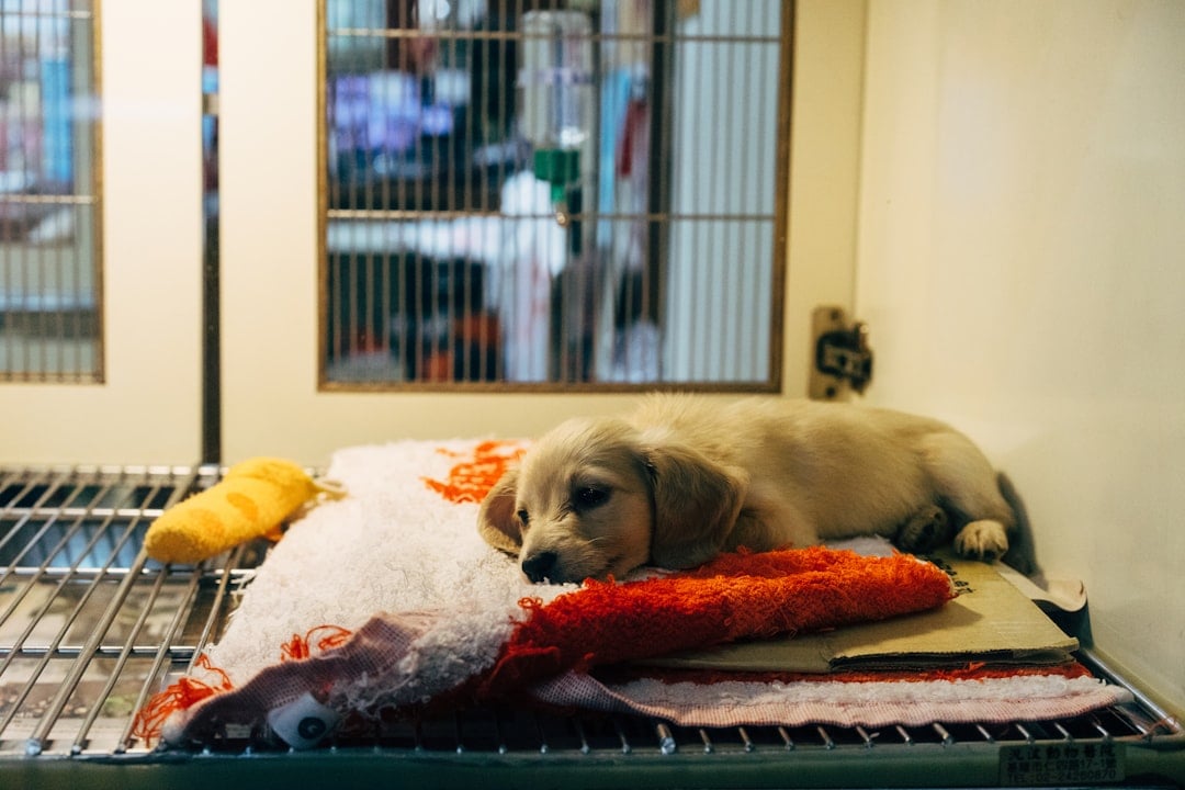 Volunteer caring for a rescue dog on Animal Action Day