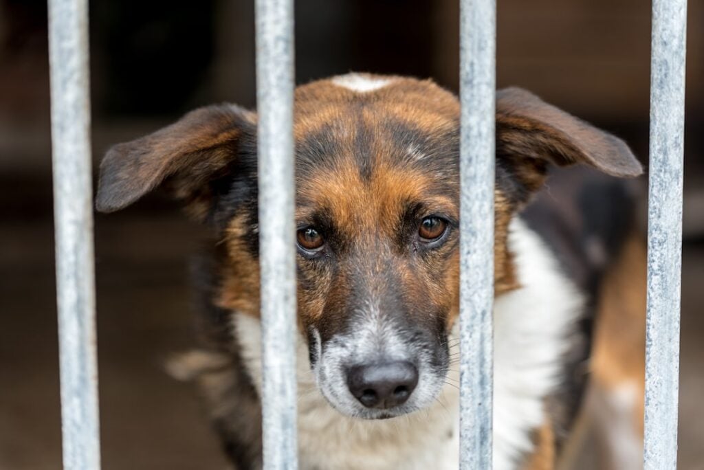 International Homeless Animals Day