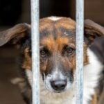 International Homeless Animals Day