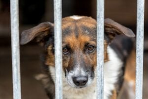 International Homeless Animals Day