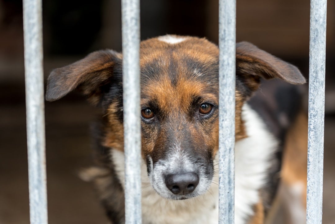 Homeless rescue dog at an animal shelter