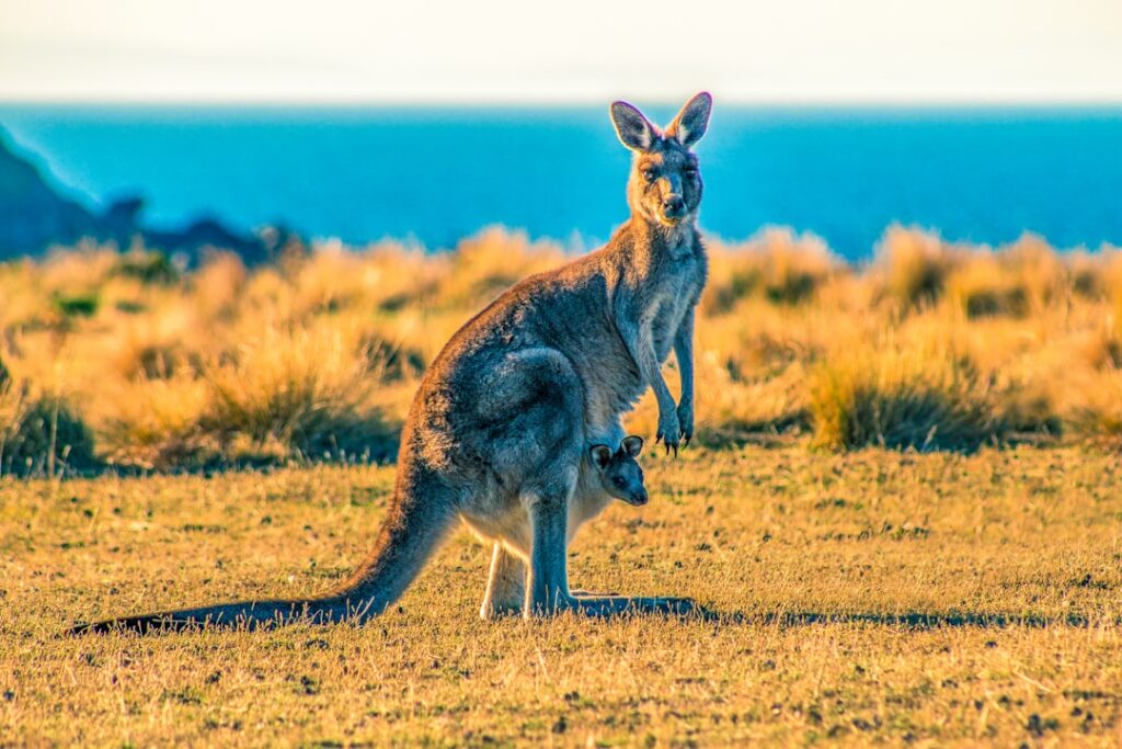 National Kangaroo Awareness Day