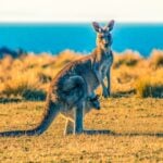 National Kangaroo Awareness Day