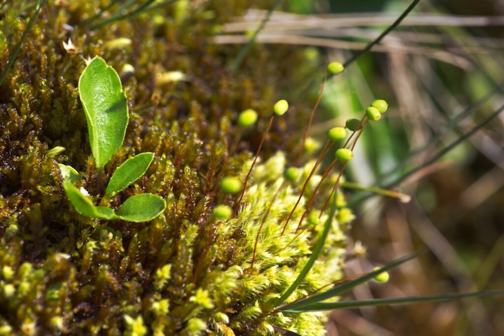 World Peatlands Day