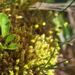 World Peatlands Day