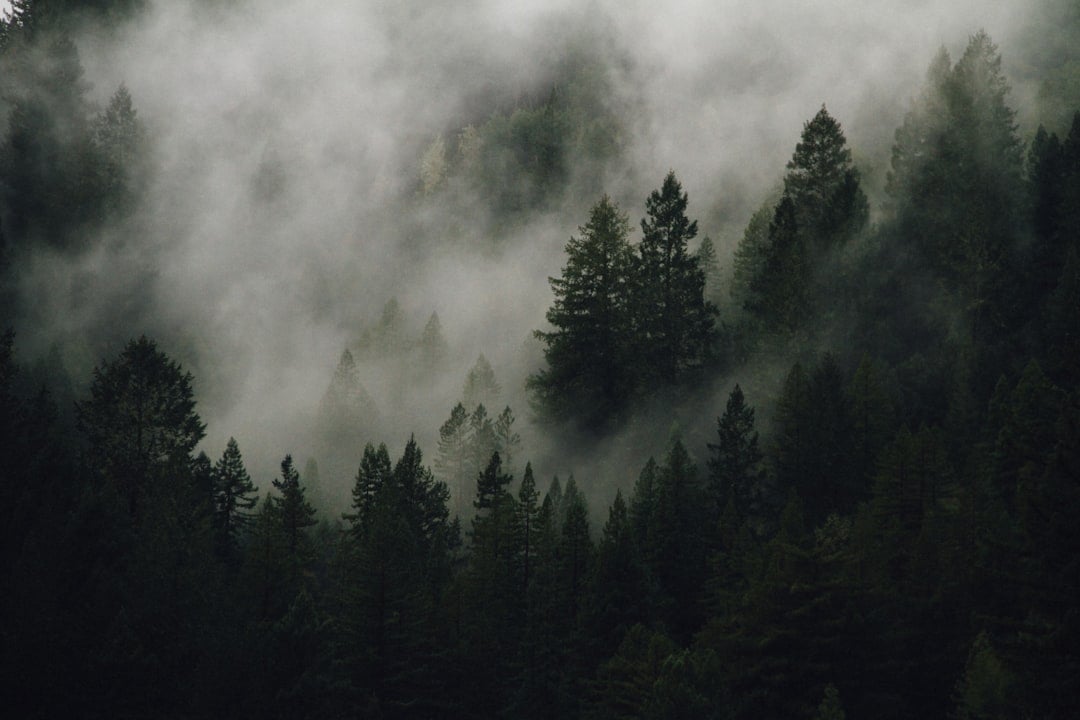 Misty foggy forest at twilight evoking the Pacific Northwest setting of the Twilight saga